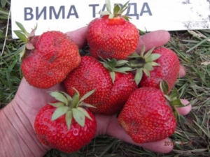 Клубника Вима Тарда