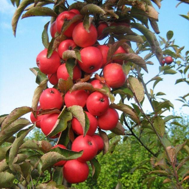 Колонновидная яблоня Алые Паруса