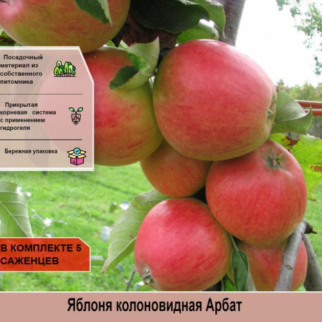 Колонновидная яблоня Арбат 2