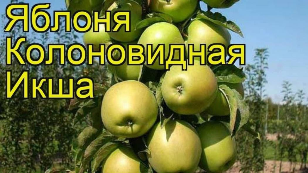 Колонновидная яблоня Икша 3
