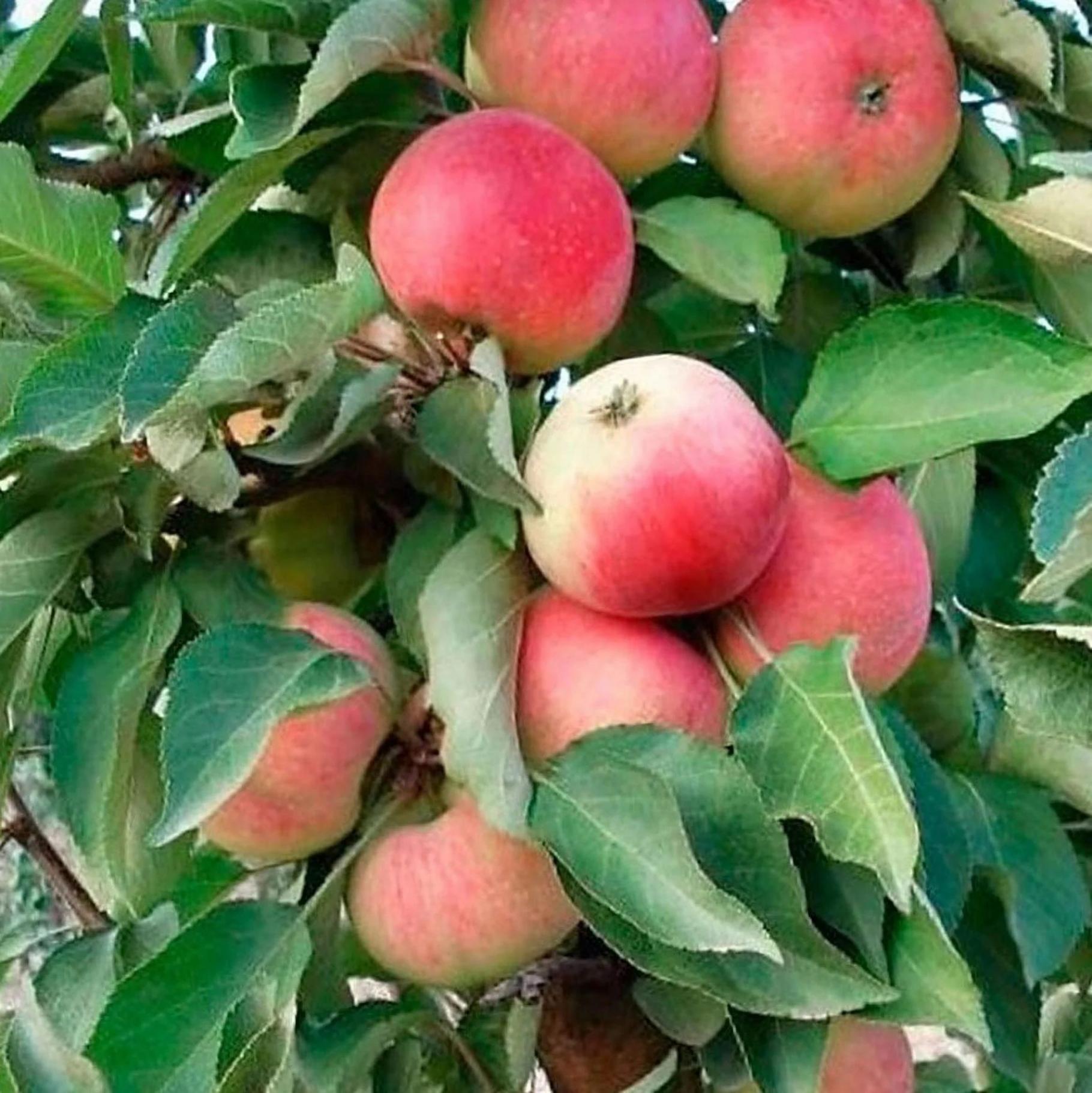 Колонновидная яблоня Кумир 2