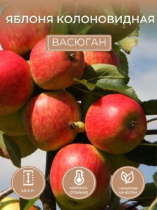 Колонновидная яблоня Васюган