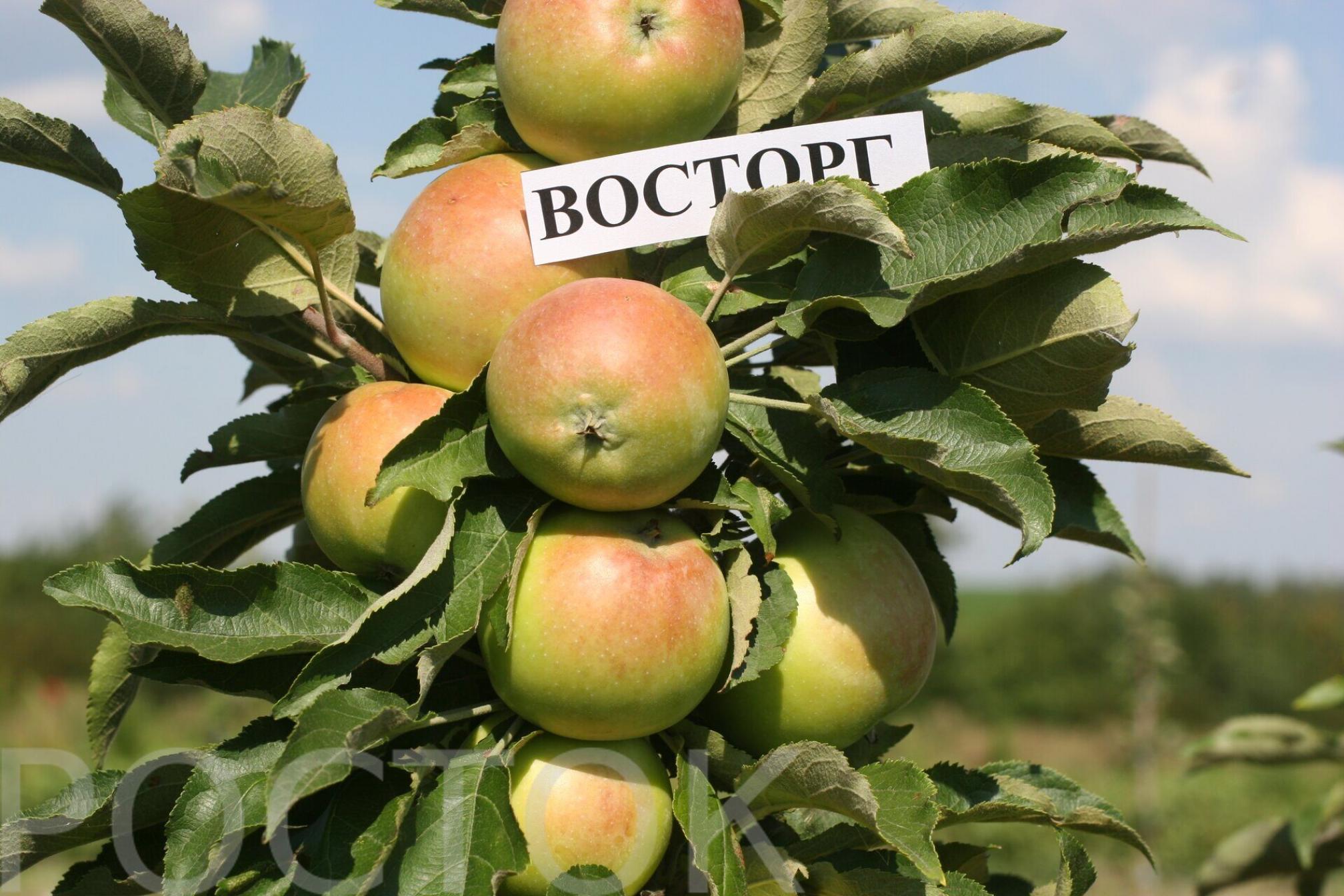 Колонновидная яблоня Восторг 5