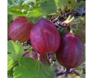 Крыжовник Салют
