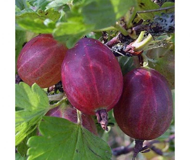 Крыжовник Салют