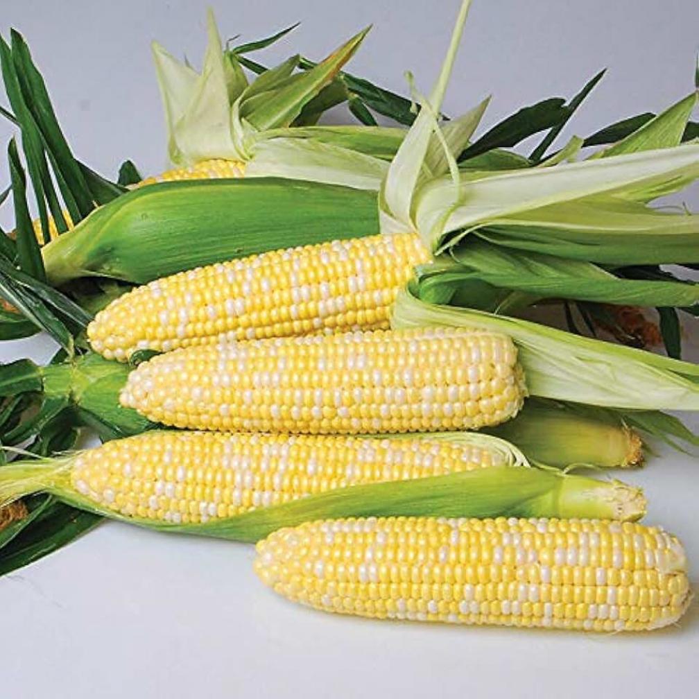 Кукуруза Камберленд 4