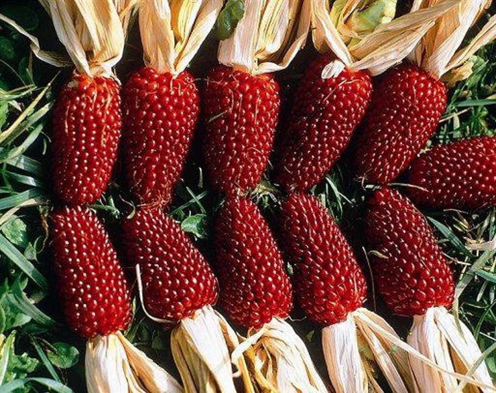 Кукуруза Земляничная 4