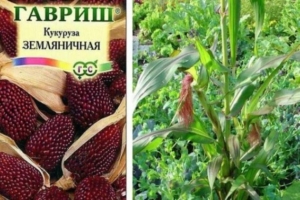 Кукуруза Земляничная