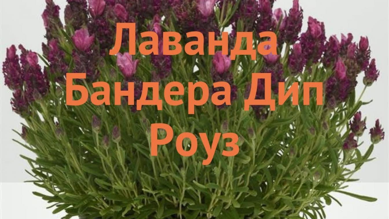 Лаванда Бандера Дип Роуз