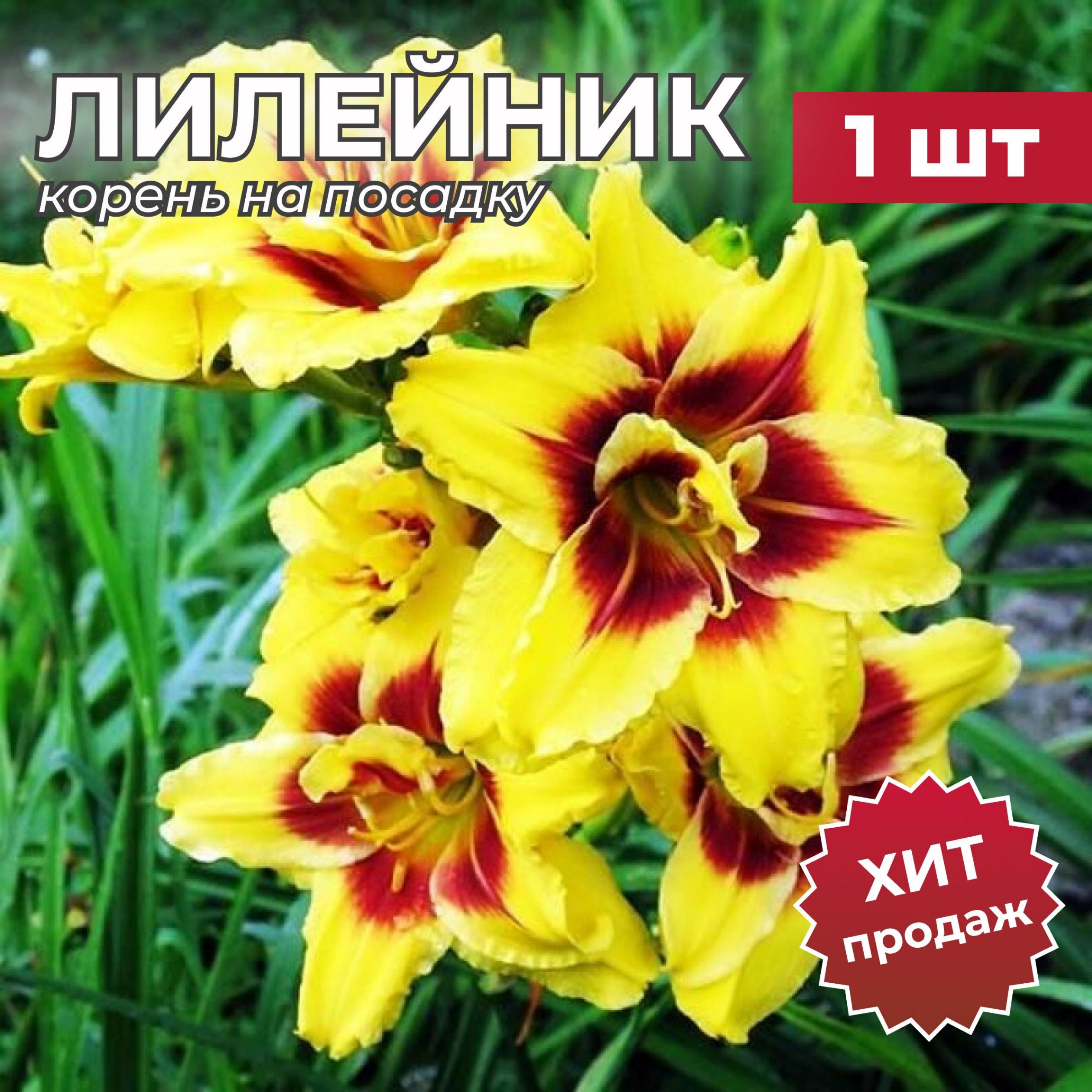 Лилейник Маунт Хелена 2