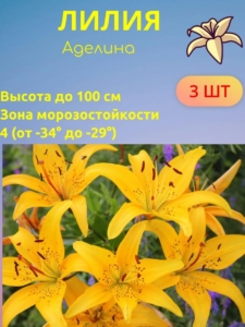 Лилия Аделина