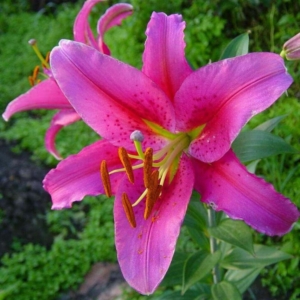 Лилия Акапулько