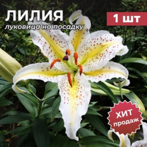 Лилия Ауратум Голд Бенд