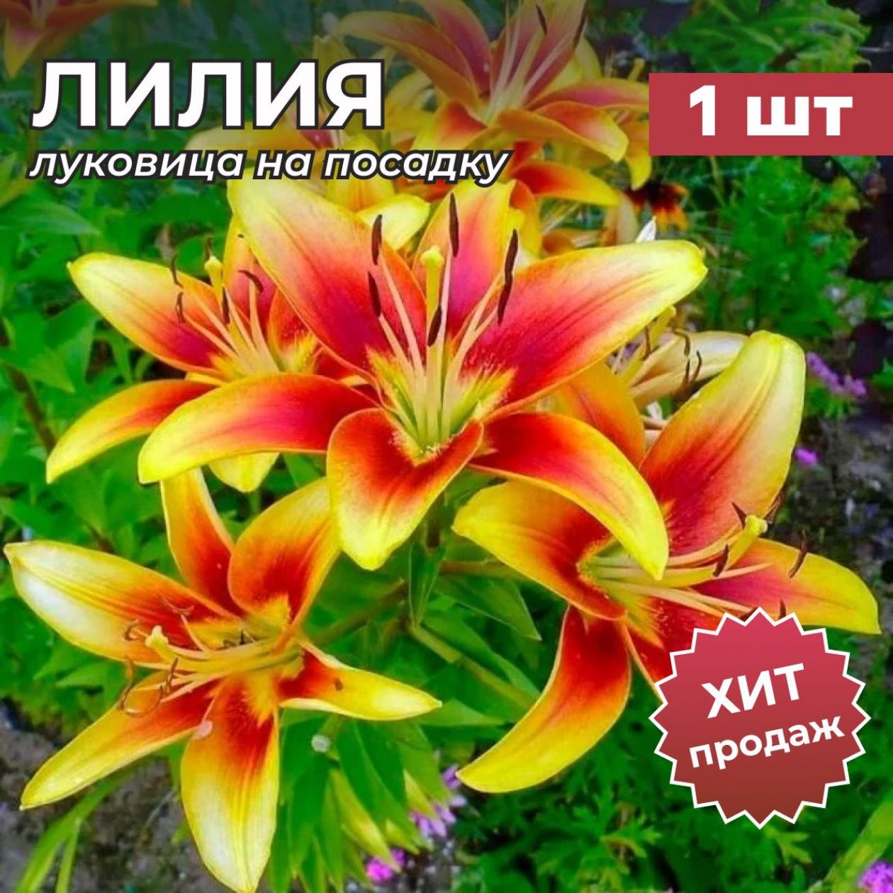Лилия Авалон Сансет 3