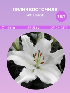 Лилия Биг Ньюс