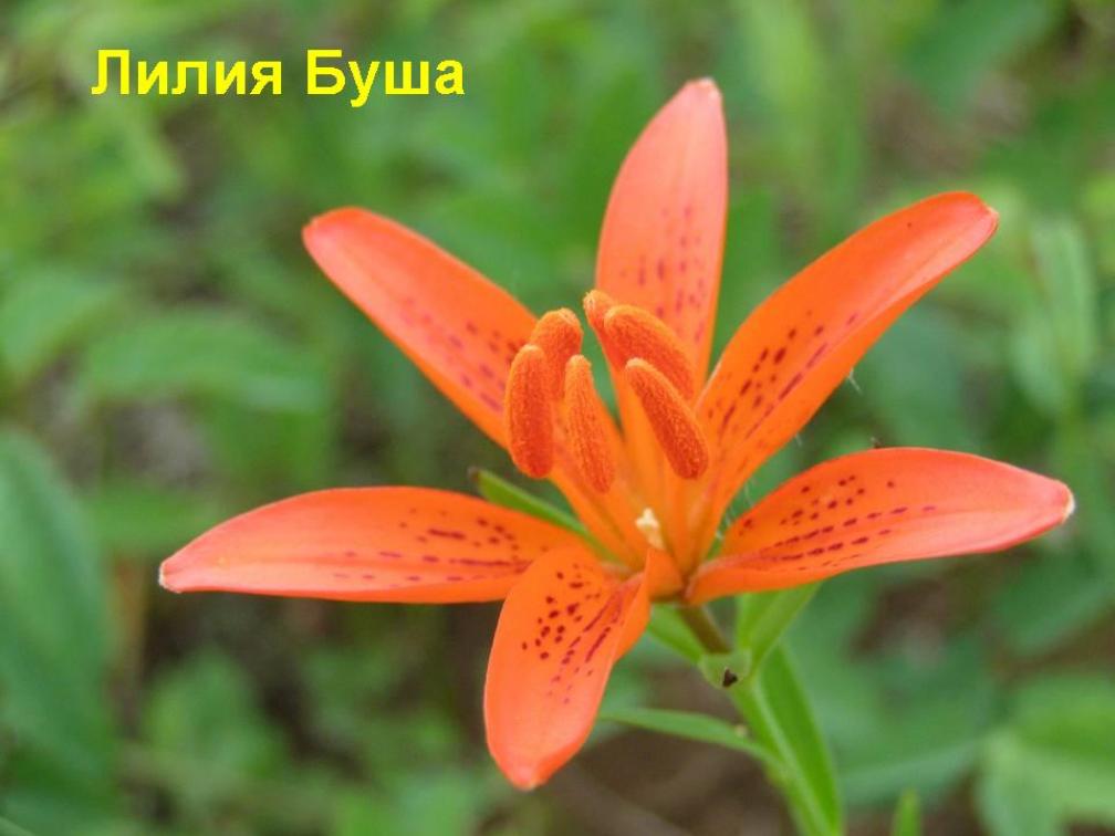 Лилия Буша 4