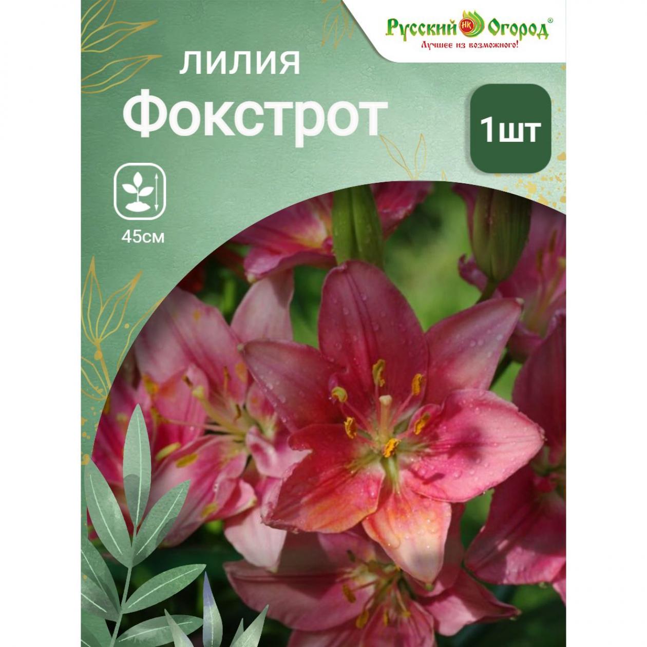 Лилия Фокстрот 5