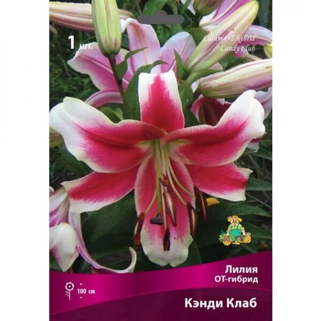 Лилия Кэнди Клаб 6