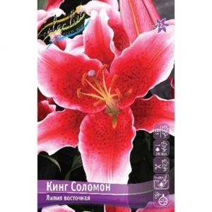 Лилия Кинг Соломон