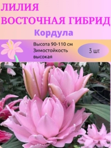 Лилия Кордула