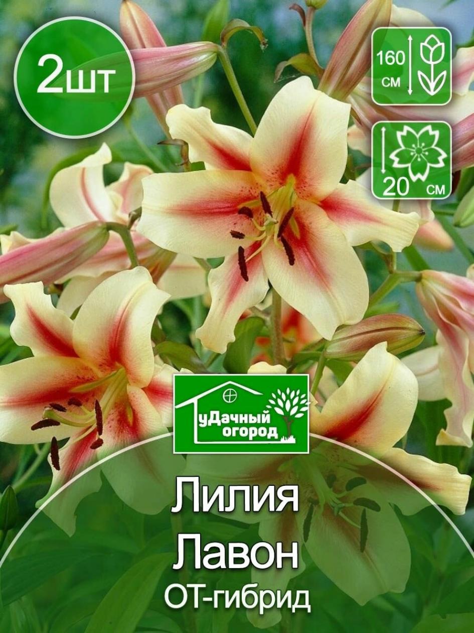 Лилия Лавон