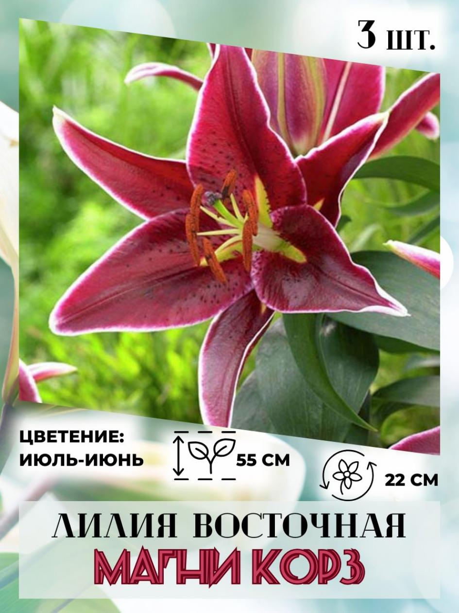 Лилия Магни Корз 3