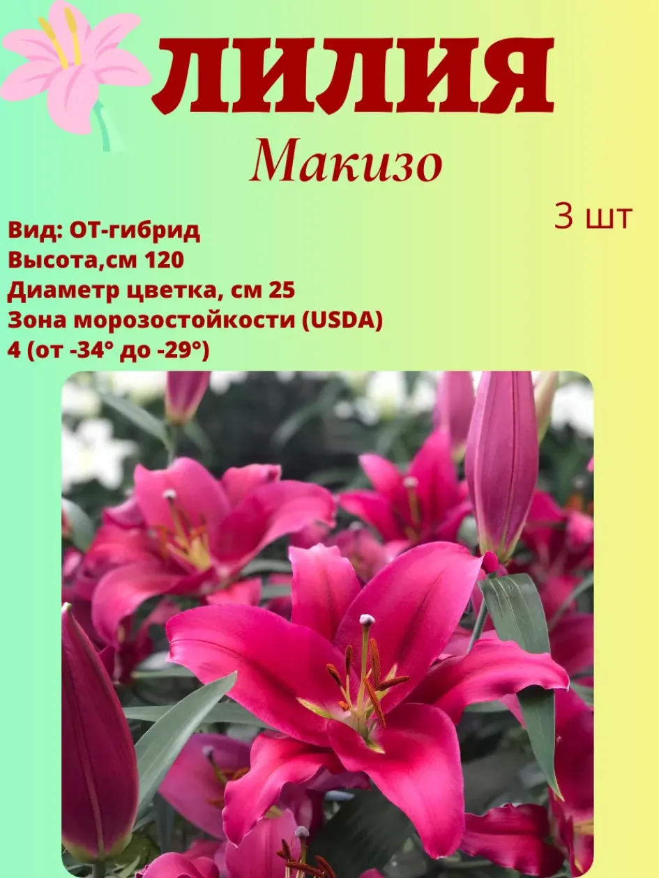 Лилия Макизо 3