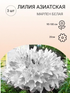 Лилия Марлен Белая