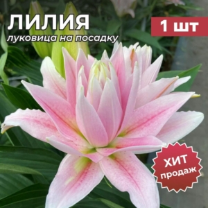 Лилия Милано