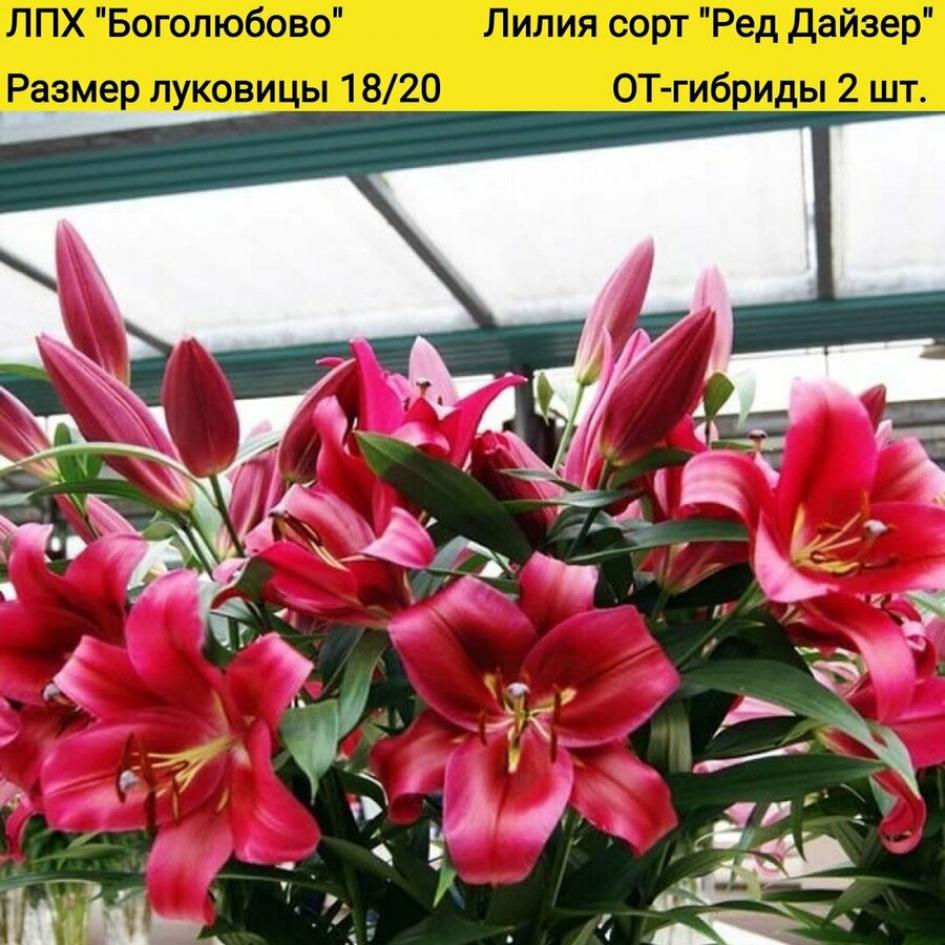 Лилия Ред Дезаер
