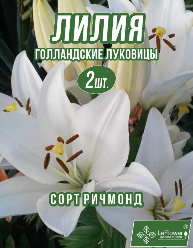Лилия Ричмонд 4