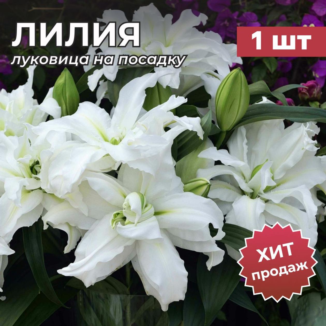 Лилия Роузлили Ангела