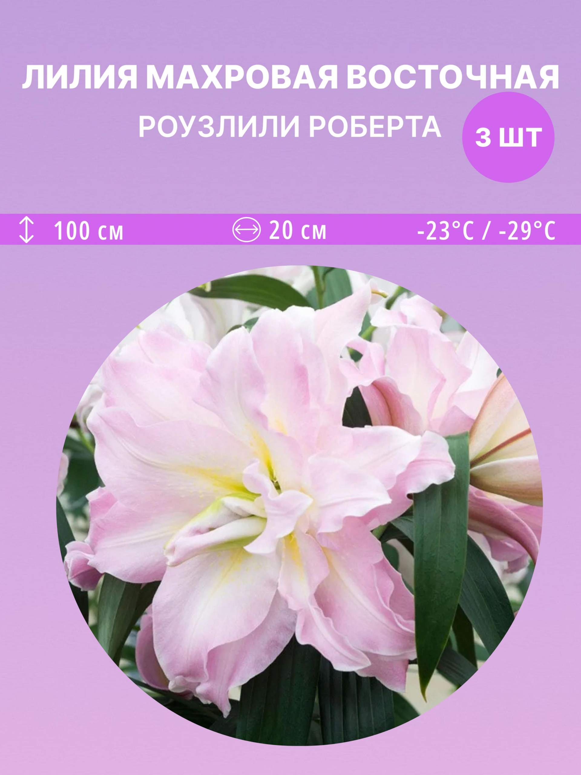 Лилия Роузлили Роберта 3