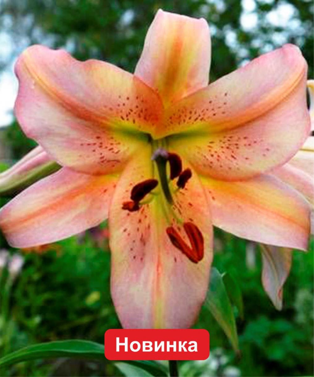 Лилия Сабанета 3