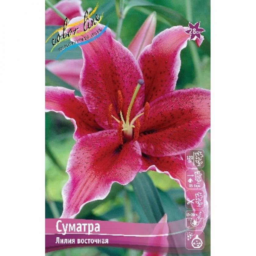 Лилия Суматра 3