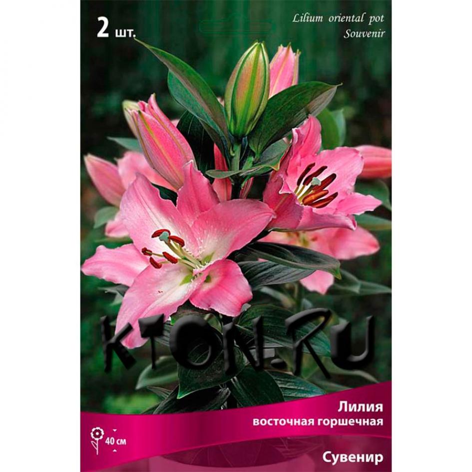 Лилия Сувенир 2