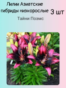Лилия Тайни Поэмс