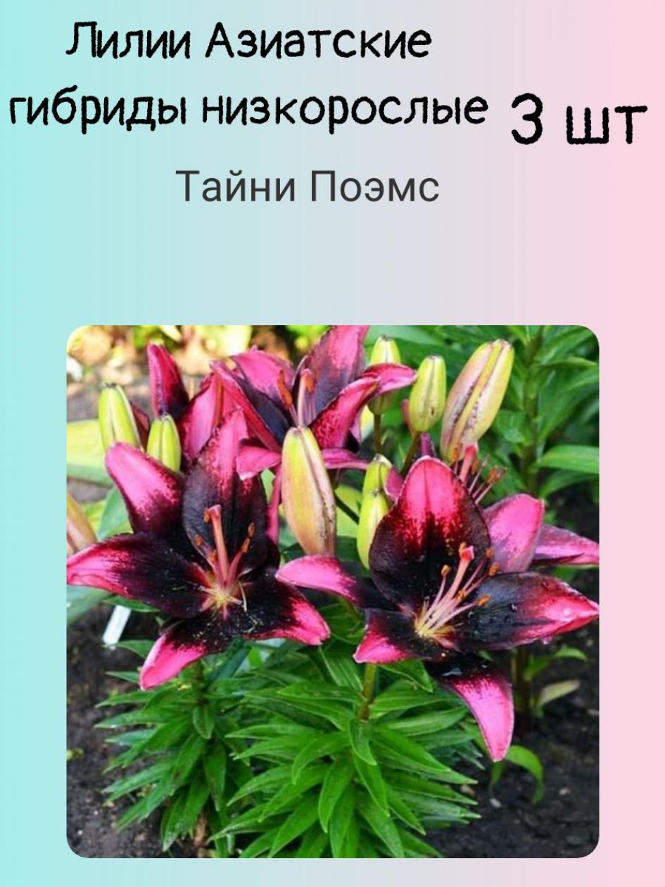 Лилия Тайни Поэмс