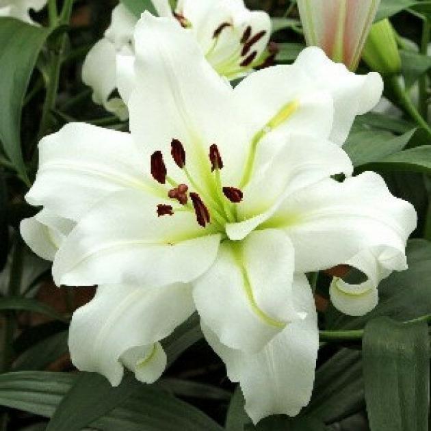 Лилия Уайт Айз 5