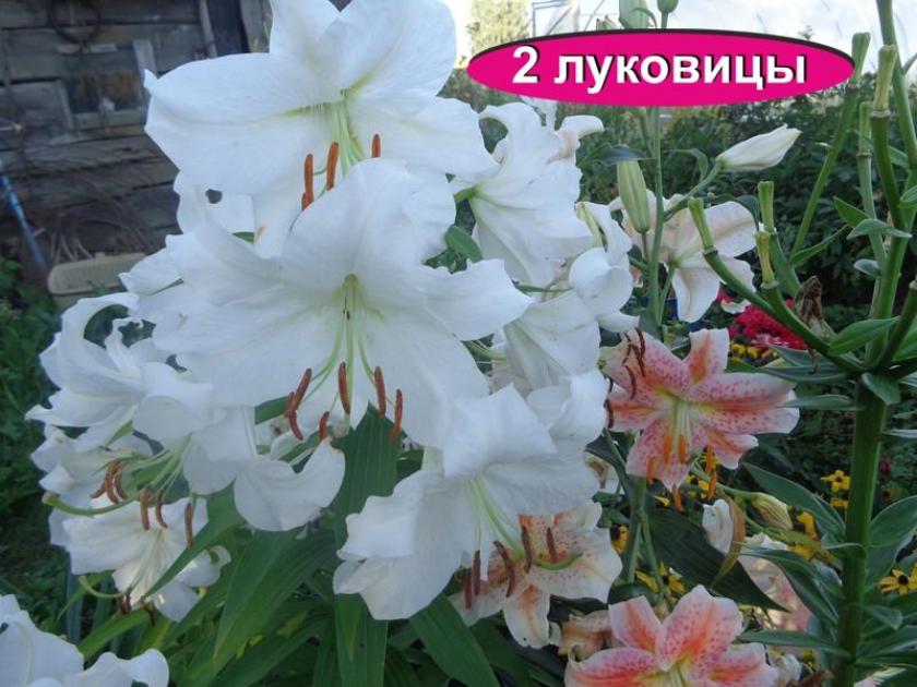 Лилия Вестаро 3