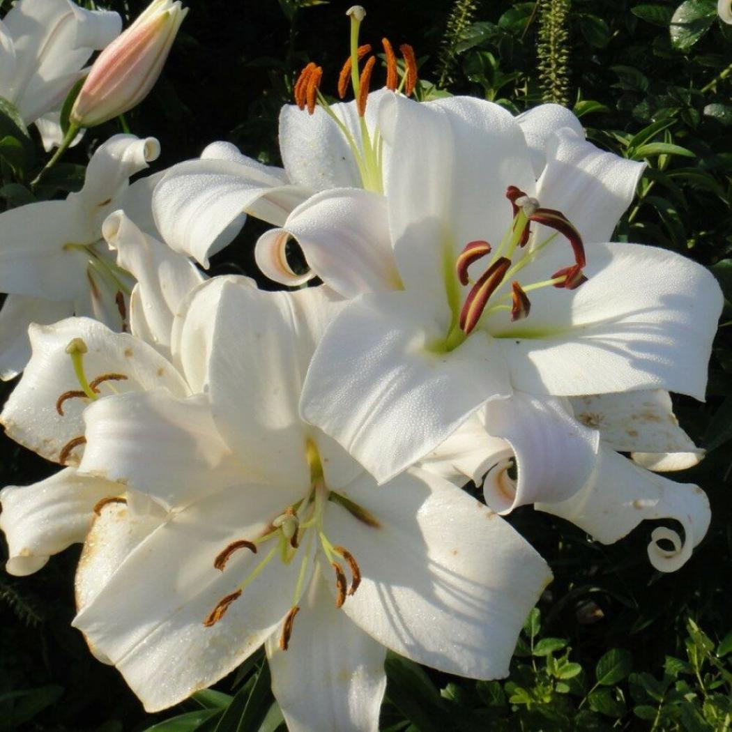 Лилия Замбези 3