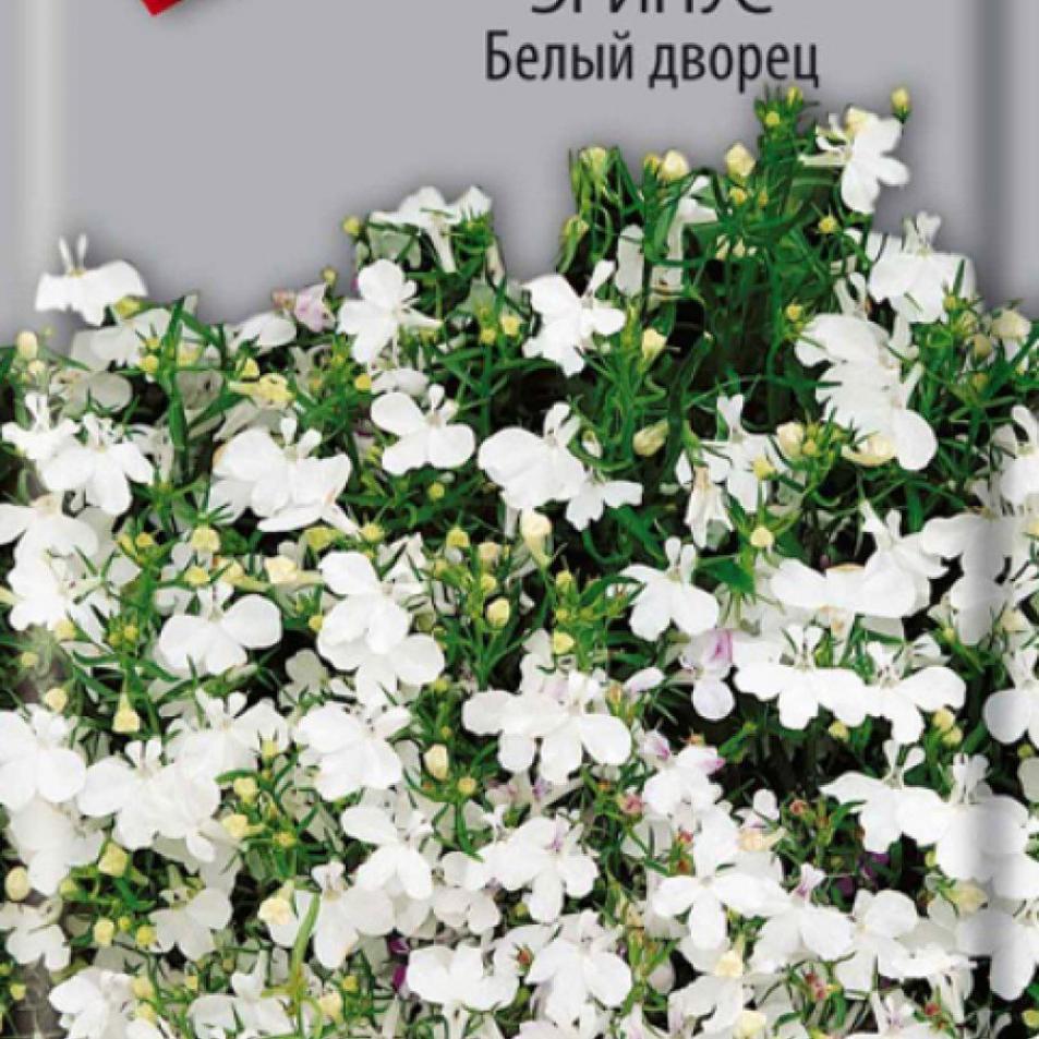 Лобелия Белый дворец 2