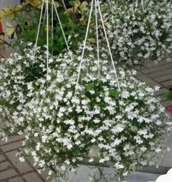 Лобелия Белый каскад 2