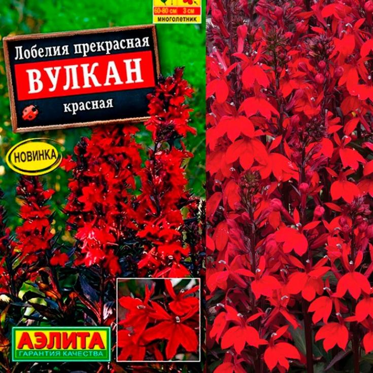 Лобелия Вулкан красная 3