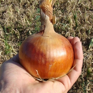 Лук Боско