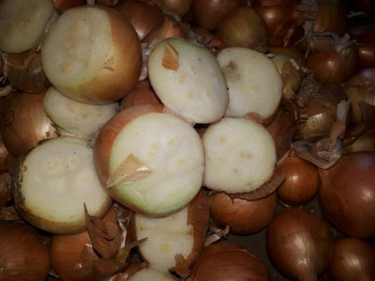 Лук Каратальский