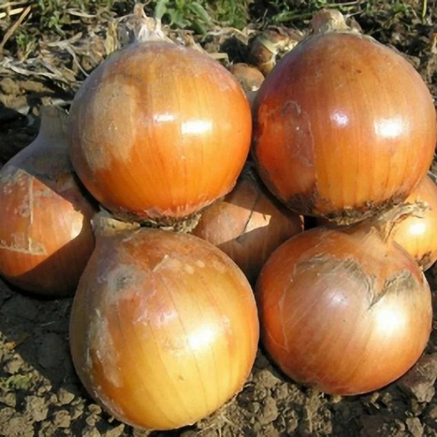 Лук Хеленас 2