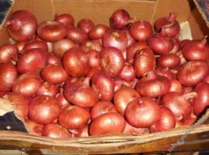 Лук Кудымкарский