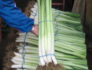 Лук Ланцелoт