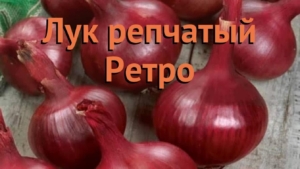 Лук Ретро